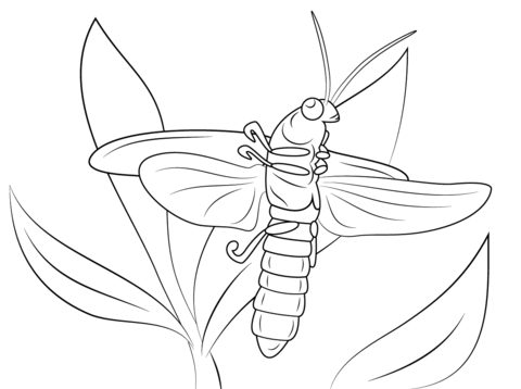 Lightning Bug Coloring Page